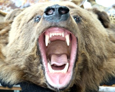 Grizzly Bear Head photo