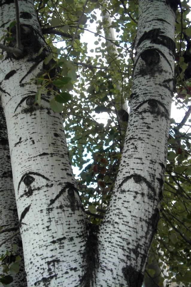Populus alba
