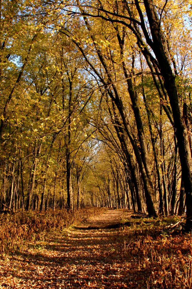 Photo of the Week - Jeep Trail in Fall (VT)