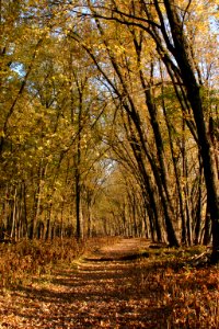 Photo of the Week - Jeep Trail in Fall (VT)