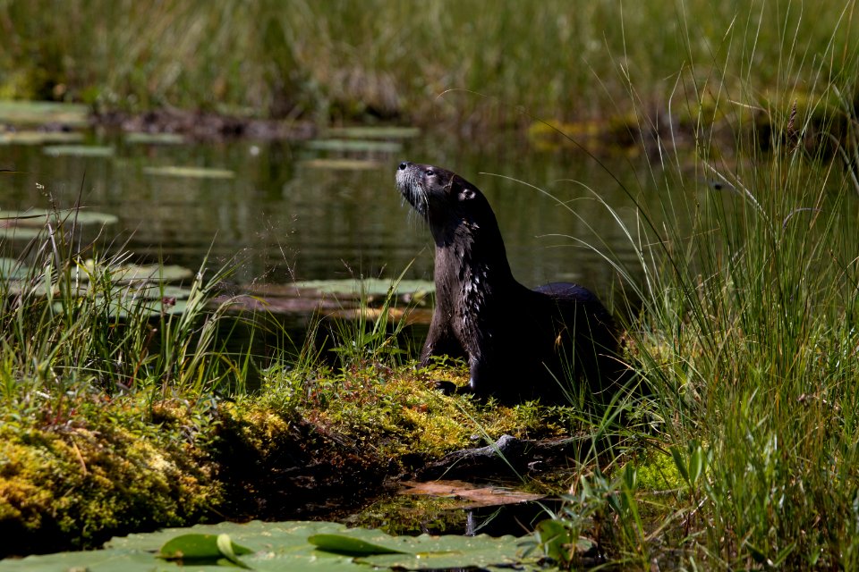 Northern River Otter (Lontra canadensis) photo