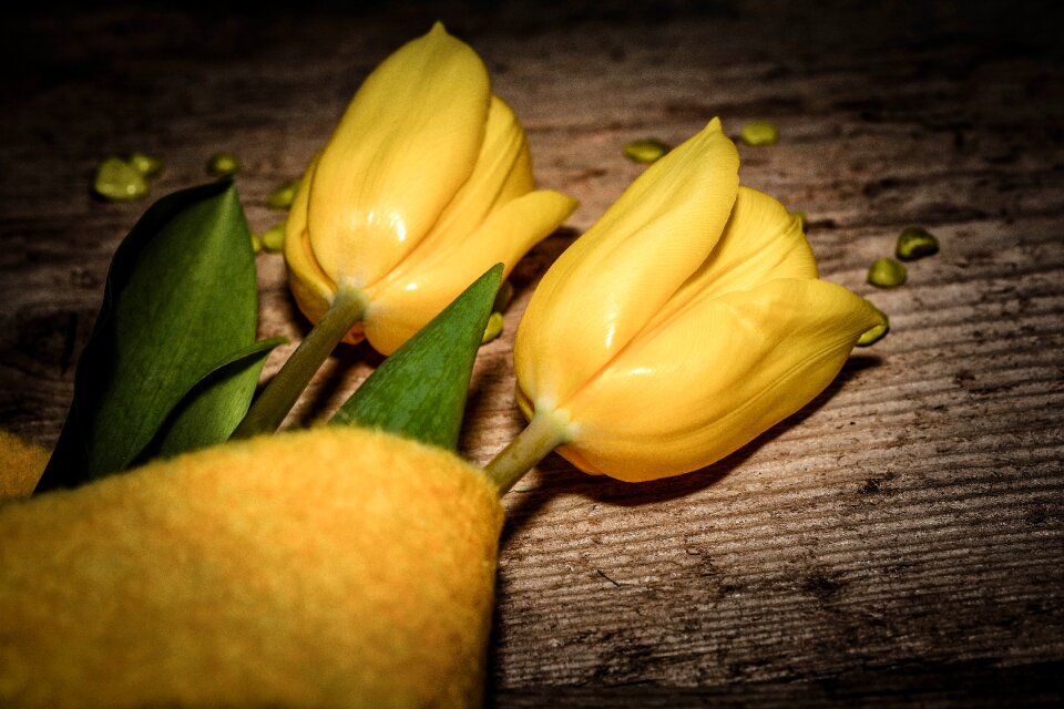 Plant yellow yellow flower