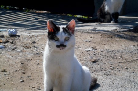 funny cat with mustache photo