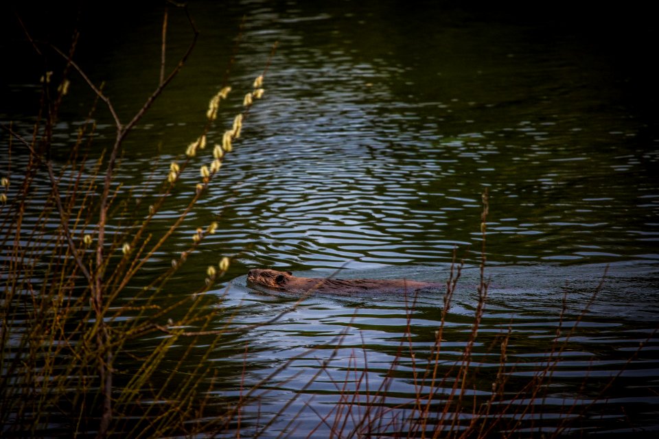 Beaver in Lower McDonald Creek