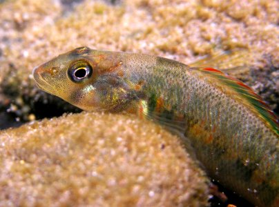 Candy Darter photo