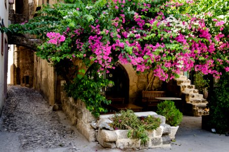 Bougainvillea Courtyard