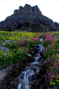 Wildflowers With Clements Mountain photo