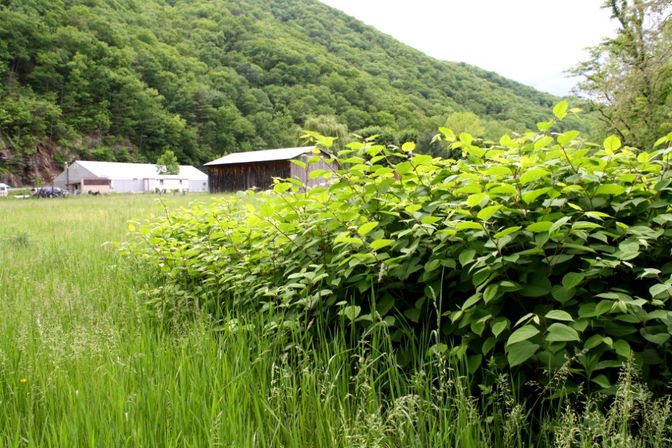 Expansion of Japanese Knotweed