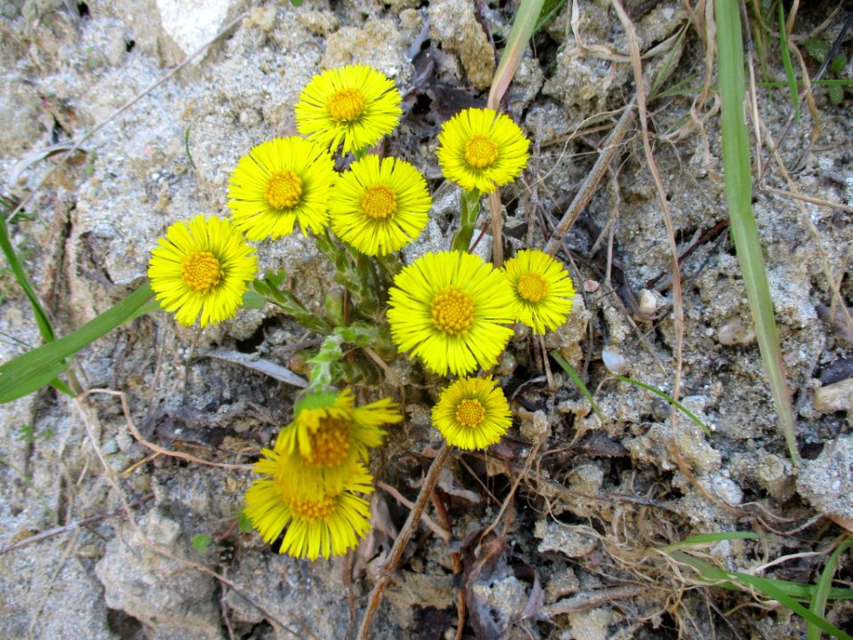 Tussilago farfara