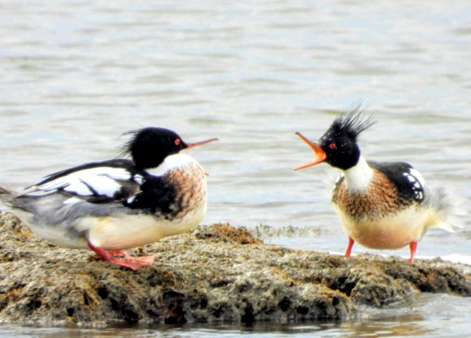 Red-breasted Mergansers at Eastern Neck National Wildlife Refuge