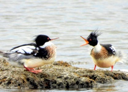 Red-breasted Mergansers at Eastern Neck National Wildlife Refuge