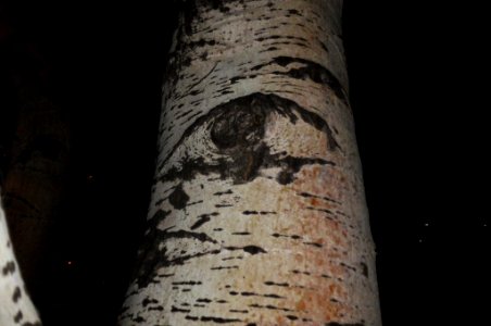 Populus alba