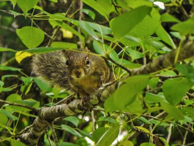 Animal wildlife cute