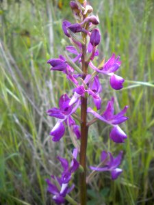 Orchis laxiflora photo