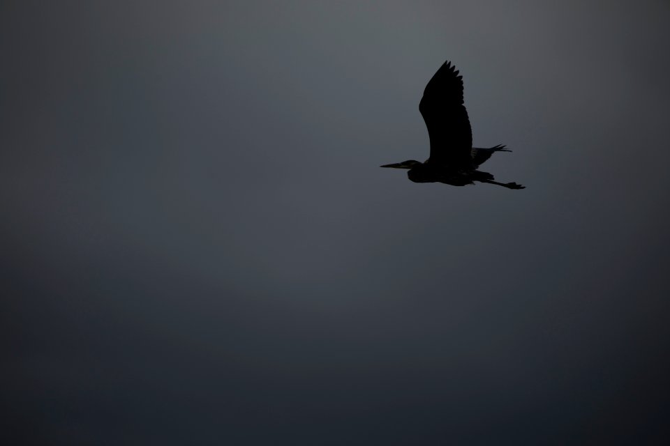 Great Blue Heron