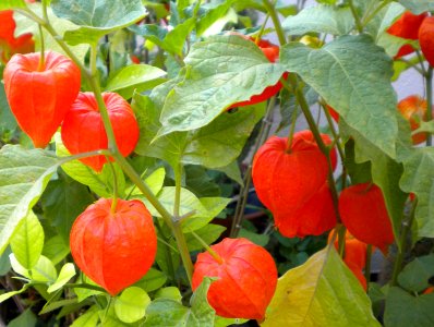 Physalis alkekengi