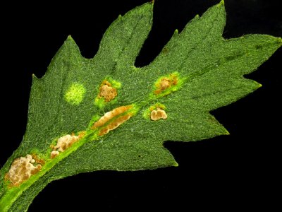 20200429-APHIS-HG-IYPH 0042