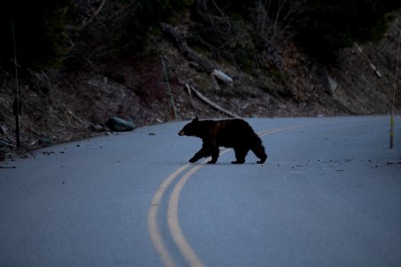 Black Bear on Going-to-the-Sun Road