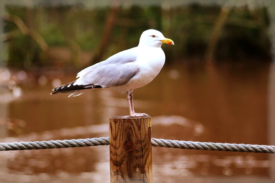 Animal sea flying photo