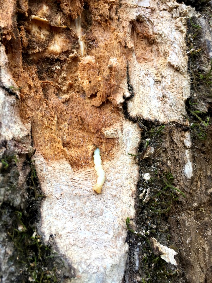 20200429-APHIS-GA-IYPH 0041