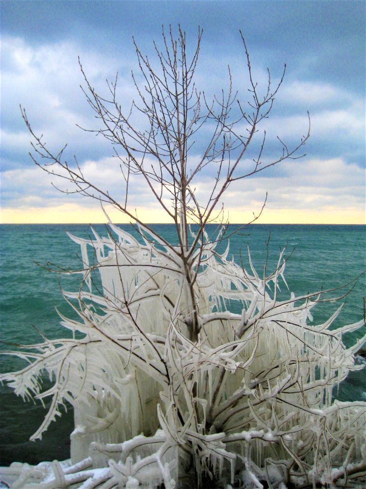 ice tree photo