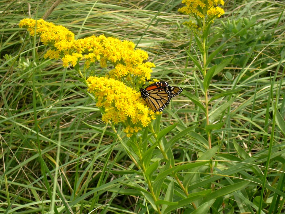 Monarch on Goldenrod photo