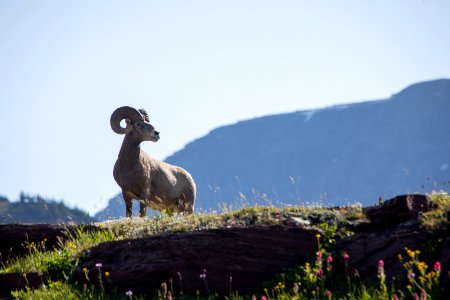 Bighorn Sheep (Ovis canadensis) photo