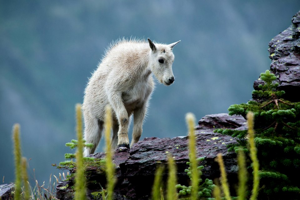 Goat - the mountain goat that would