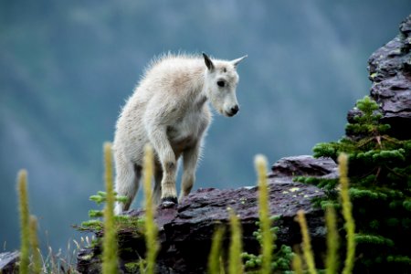 Goat - the mountain goat that would