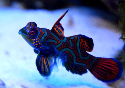 Sea animal under-water