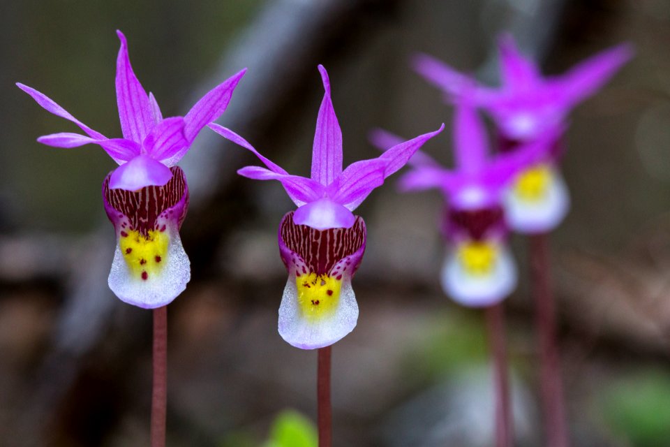 Fairy Slippers - Calypso bulbosa
