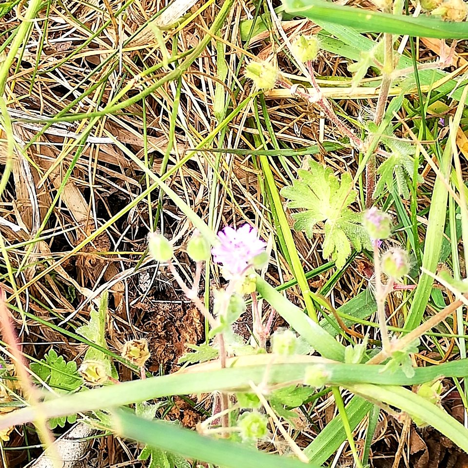 doves foot cranesbill