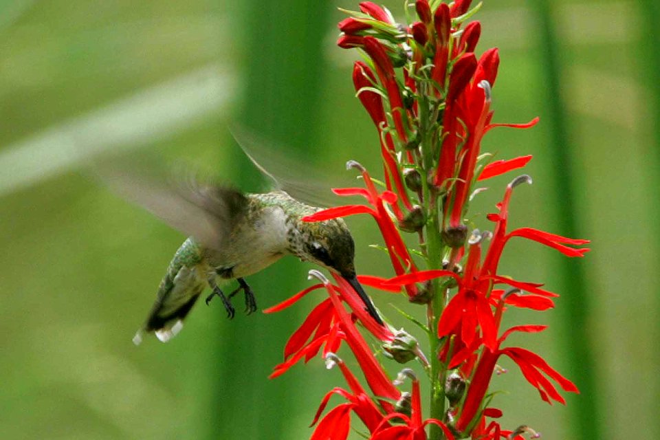 Ruby-throated Hummingbird at Cardinal Flower