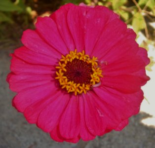 Zinnia elegans photo