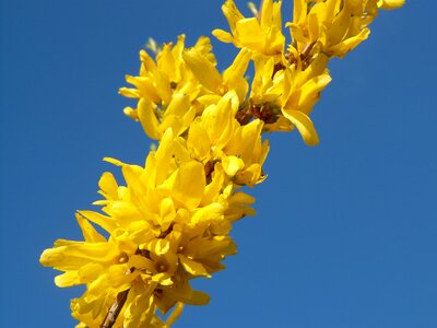 Bloom nature yellow photo