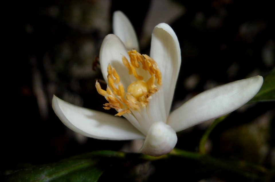 lemon flower