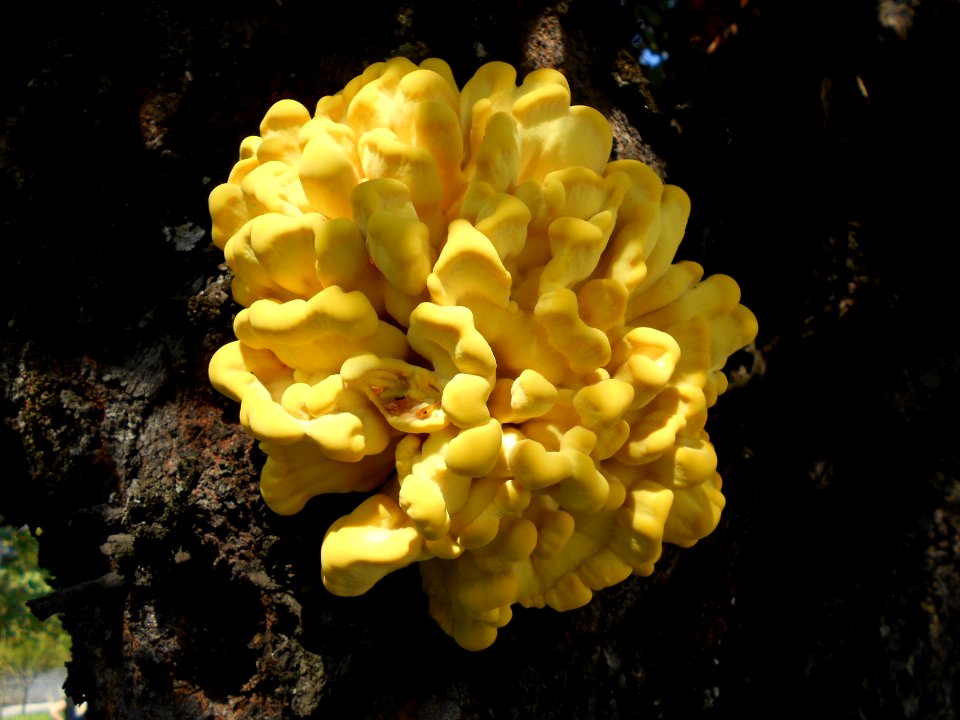 Laetiporus sulphureus