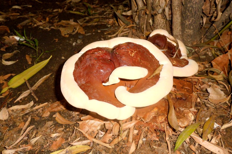 Ganoderma resinaceum