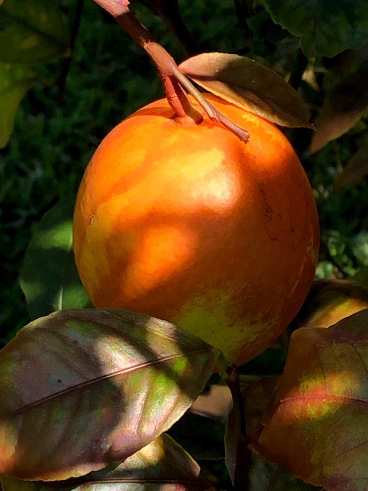 20200601-APHIS-PK-IYPH-0050