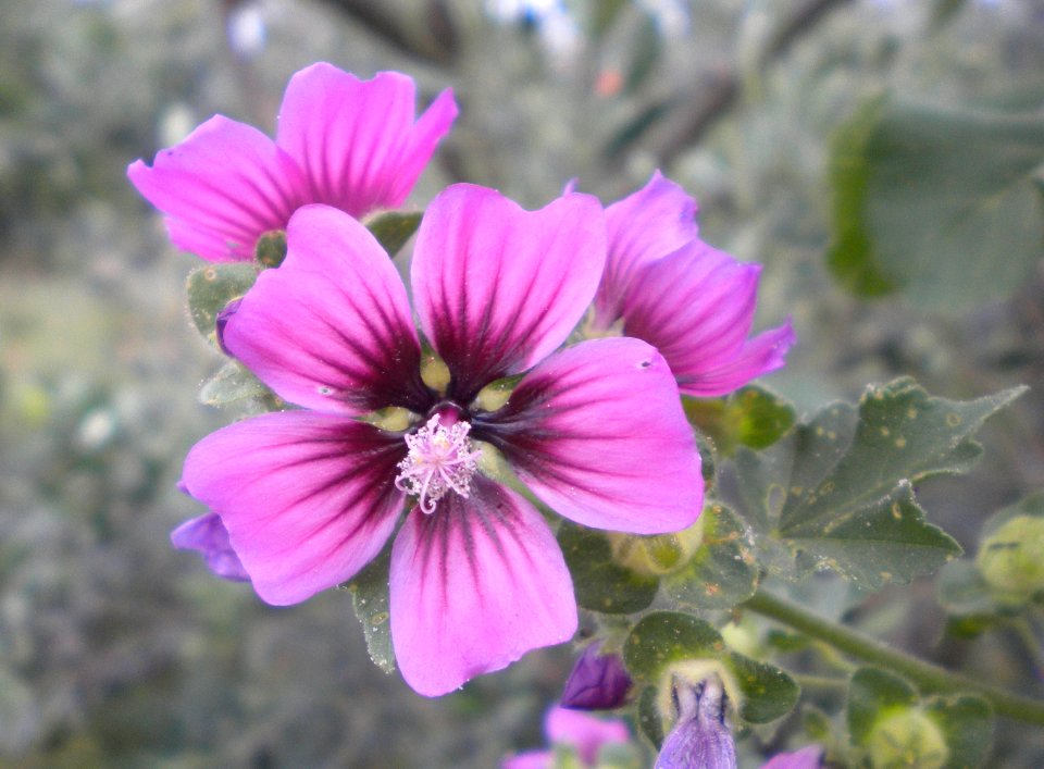 Lavatera arborea