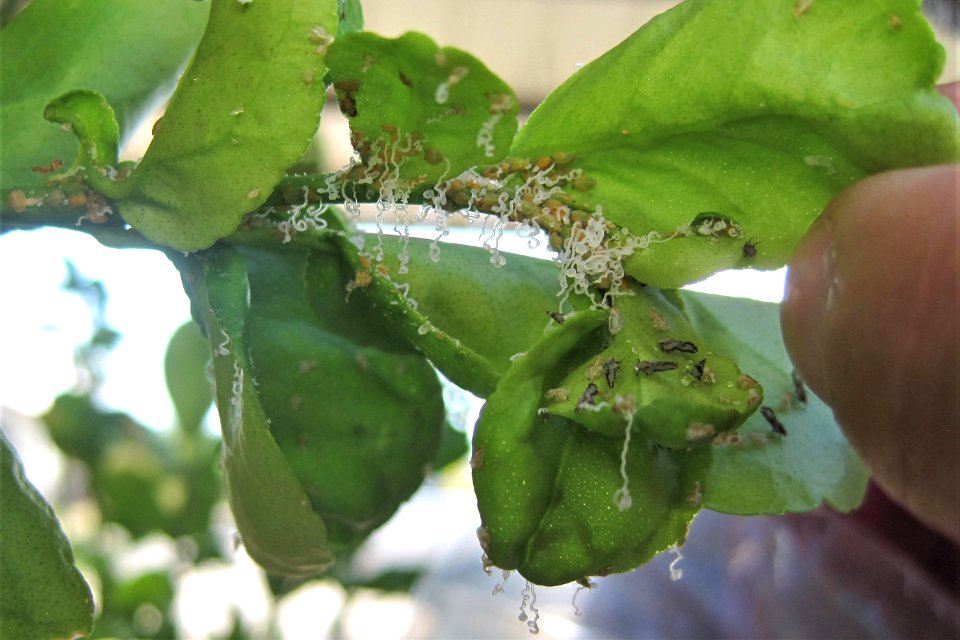 20180905-APHIS-BB-IYPH 0022