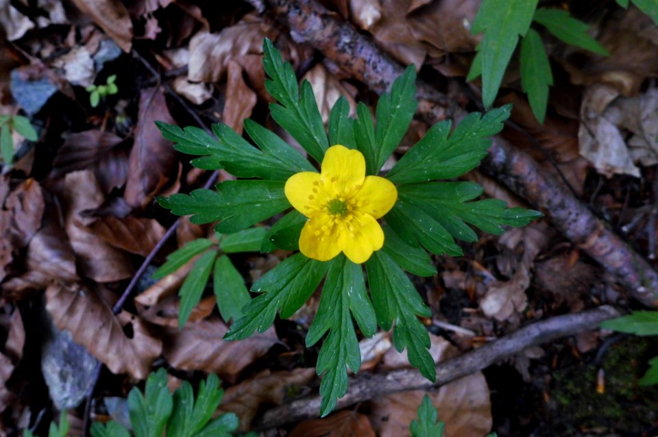 Anemone ranunculoides