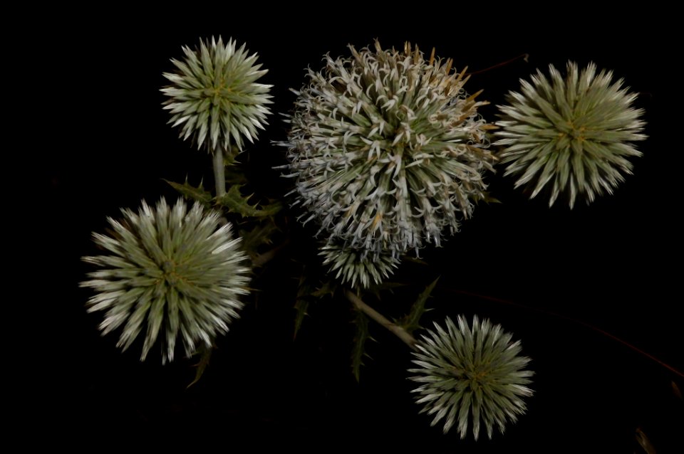 Echinops sphaerocephalus