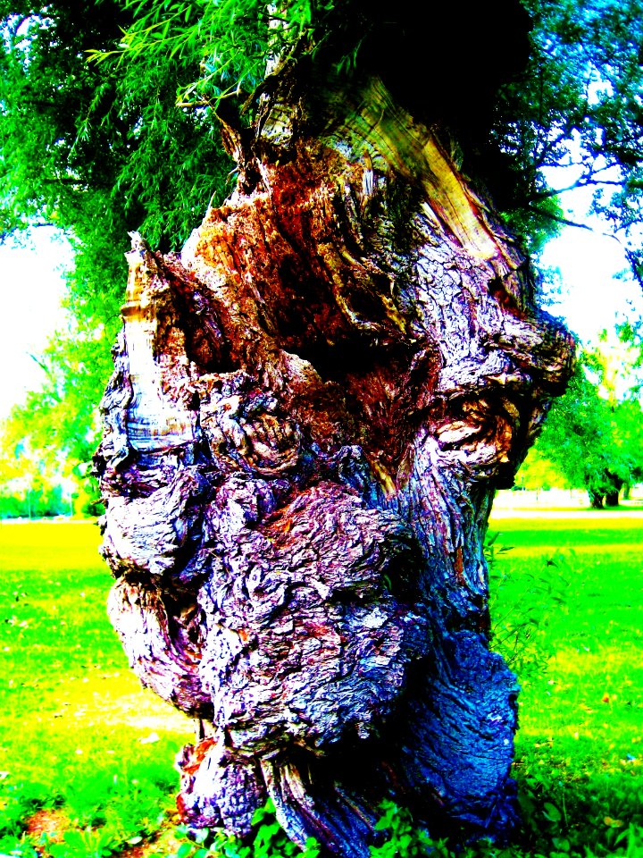 ancient one