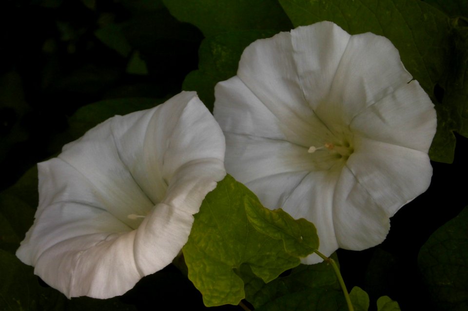 Calystegia sepium