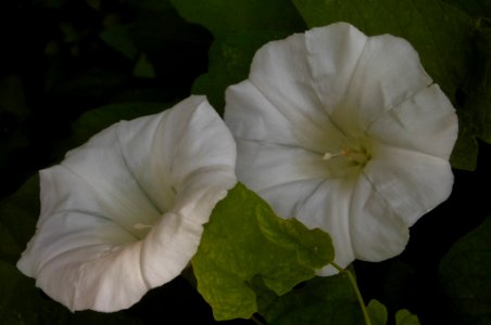 Calystegia sepium