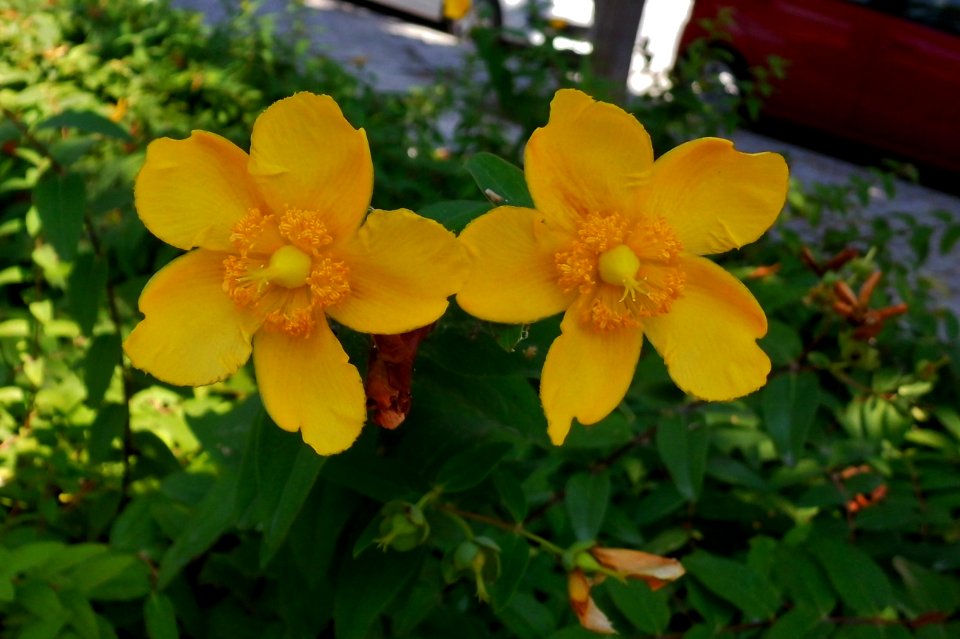 Hypericum patulum Hidcote