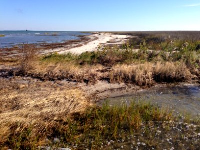 Marshland habitats - pre-shoreline restoration