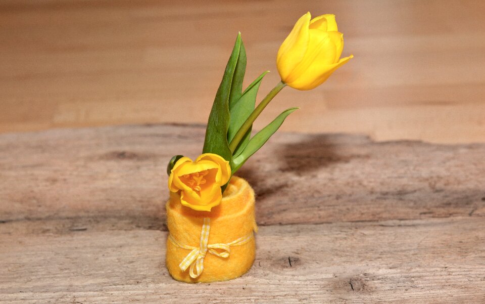 Yellow flower tulip the felt