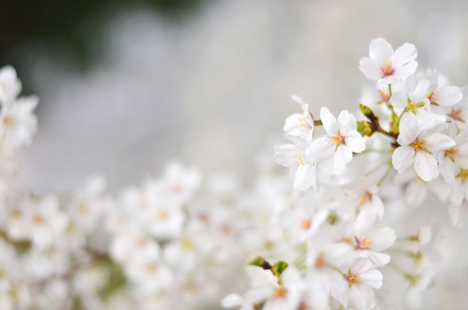 Sakura spring flowers love